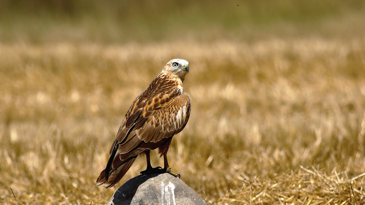 Long-legged Buzzard